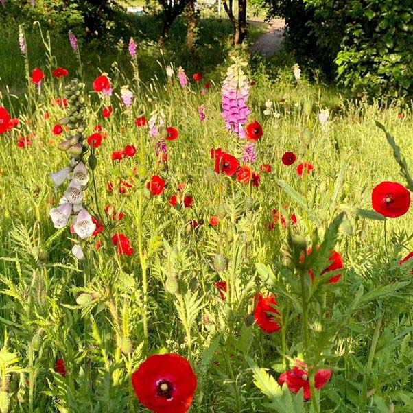 Wild flowers and meadowscaping on UWE campus