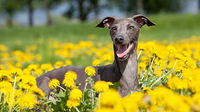 A brown greyhound dog sitting in a field of yellow flowers