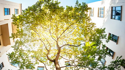 Wide upward angle shot of a tree surrounded by tall white buildings with the sun shining through the leaves. 