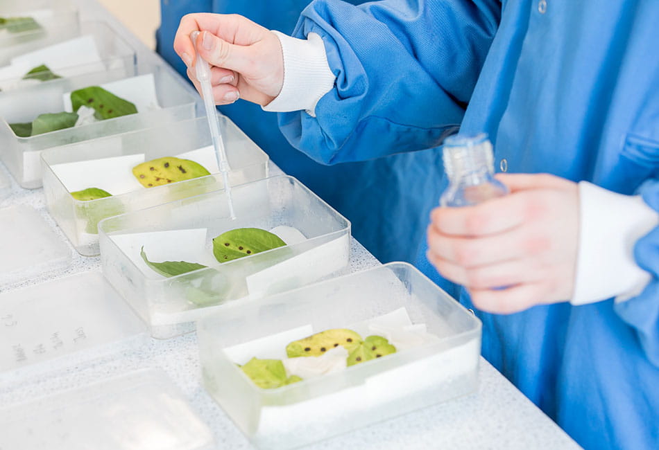 Testing leaves in a laboratory.