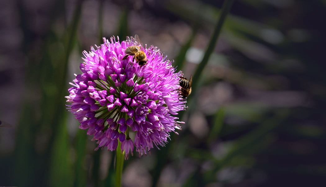 Two bees on a flower