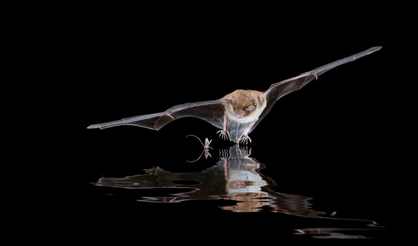 A bat swooping in on a small insect on the water in the darkness