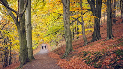 Two people walking along a path in a woodland during autumn