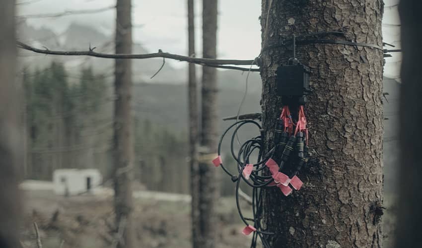 Electronic wires for scientific tests are shown attached to a spruce tree in a forest.