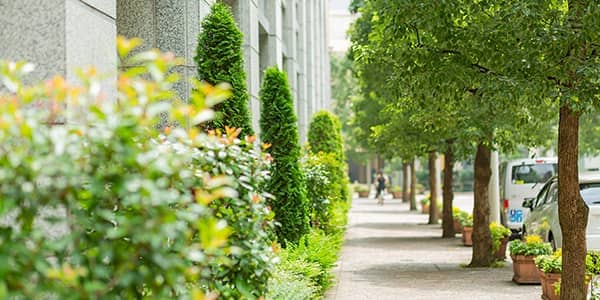 View of a pavement between a building on the left and a row of trees on the right.
