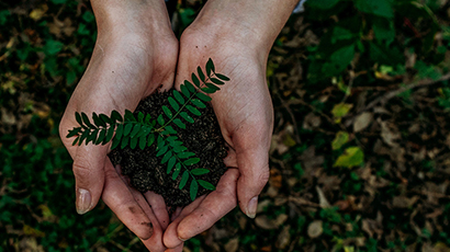 Image depicting an overhead shot of a pair of hands cupping a plant seedling