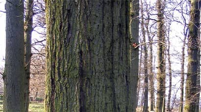 UWE Bristol and partners receive £2m for collaborative research into oak tree health
