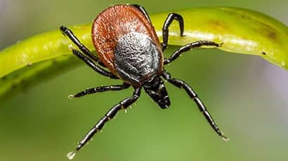 Global warming widening reach of tickborne diseases across Europe