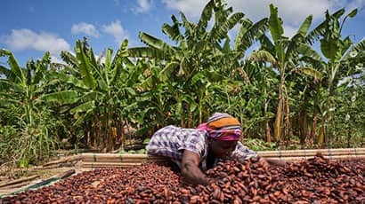 Scientists devise biosensor to tackle cocoa disease and protect farmers' livelihoods 