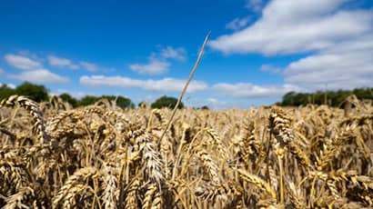 Research network co-led by UWE Bristol academic to help agri-food industry reach net zero